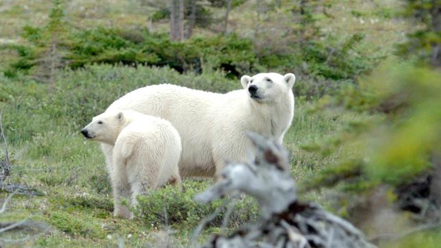 Bild: Radio Bremen Eisbärenmutter mit Kind im Wapusk Nationalpark