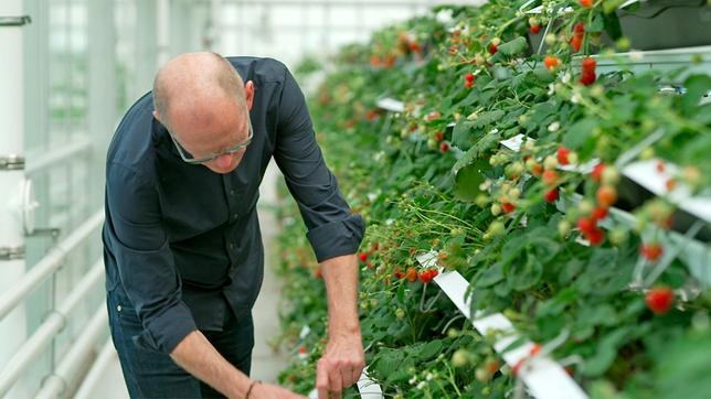 Erdbeeren auf der Dachfarm des Fraunhofer Instituts.
