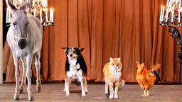 Esel, Hund, Katze und Hahn als "Bremer Stadtmusikanten" aus dem gleichnamigen Märchen der Gebrüder Grimm