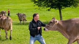 Florian (Florian Panzner) treibt die Kühe zusammen.