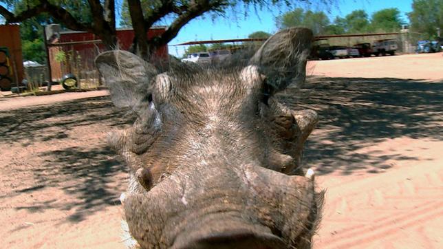 Bild: SWR/Christian Marohl Hakuna Matata: Die Warzenschweine Ham und Bacon sollen heute ausgewildert werden. Schwerstarbeit für die Volontäre, denn die Tiere sind groß und schwer geworden.