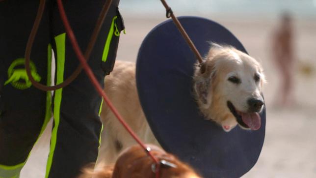 Bild: NDR/Doclights GmbH 2019 Hat schon einige Leben gerettet: Der zehn Jahre alte Golden Retriever Homer ist der Dienstälteste der Rettungshundestaffel von Sylt.