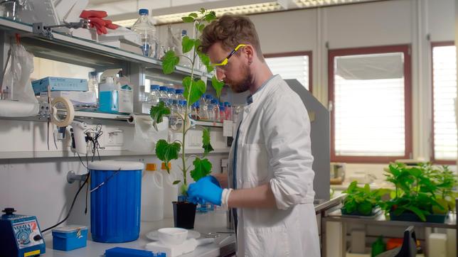 Im Gentechnik-Labor präpariert David das Blatt einer Sonnenblume, um daraus ein bestimmtes Gen zu extrahieren. Dieses Gen kann eine Pilzkrankheit abwehren, die beim Anbau von Sojapflanzen für Ernteausfälle sorgt.