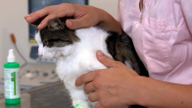 Bild: NDR/Doclights GmbH 2019 Kater Patou hat eine Verhärtung im Bauchraum – eine Blutentnahme soll Ausschluss bringen.