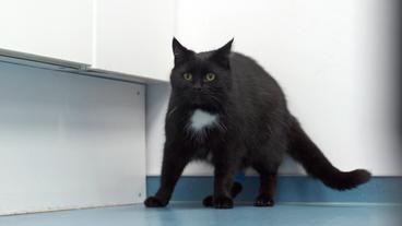 Bild: NDR/Doclights GmbH 2019 Katze Holly nimmt während der Behandlung durch Dr. Yasmin Diepenbruck Reißaus.