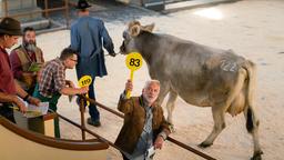 Kuh-Auktion: Karl (Christoph M. Ohrt) möchte neue Tiere ersteigern.