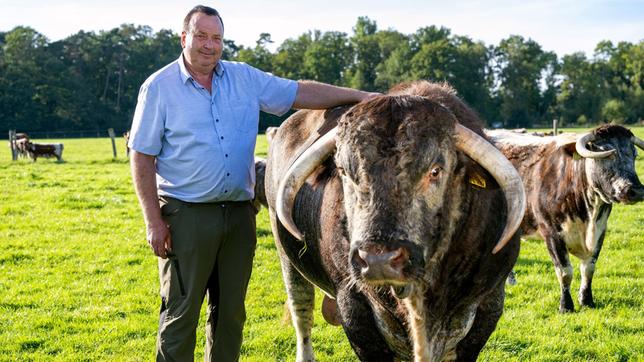 Ludger Bremehr auf der Weide mit Britischen Longhorn-Rindern.