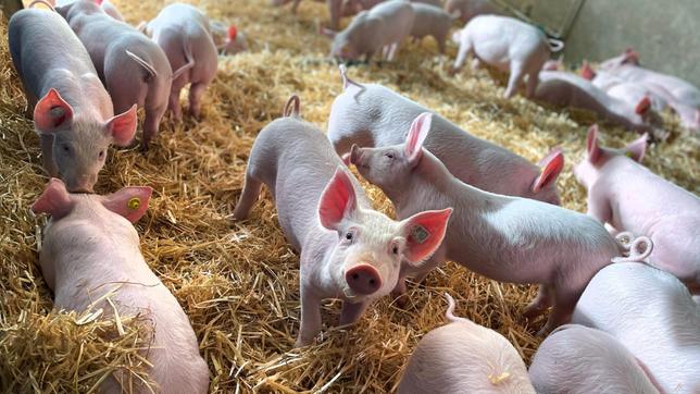 Mit den neuen Tierwohl-Gesetzen sollen solche Verbesserungen der Haltungsbedingen festschreiben werden. Doch für die Schweinebauern bedeutet mehr Auslauf, mehr Stroh und mehr Personal Millioneninvestitionen.