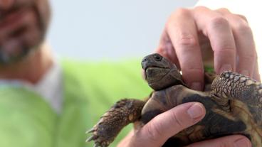 Bild: NDR/Doclights GmbH 2019 Die Landschildkröte Fila leidet unter akuter Legenot – Tierarzt Dr. Gerd Britsch muss operativ eingreifen.