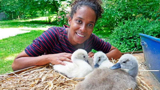 Bild: BR Pia ist ganz vernarrt in die drei flauschigen Schwanenküken. Weiteres Bildmaterial finden Sie unter www.br-foto.de.