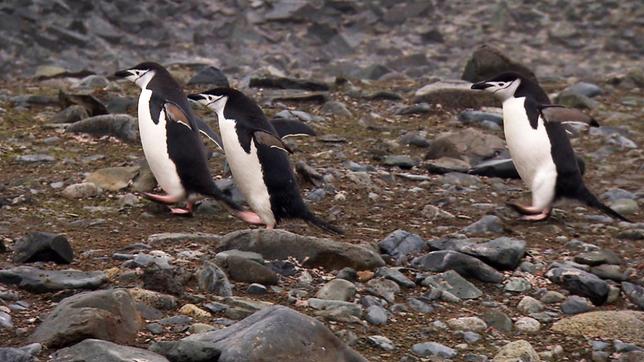 Bild: SWR Pinguine.