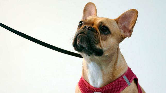 Superjung und Knieprobleme: Die eineinhalb jährige Französische Bulldogge Chara muss operiert werden.