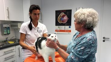 Bild: NDR/Doclights GmbH 2019 Tierärztin Dr. Yasmin Diepenbruck rät: Nemos Speck muss weg, damit er noch lange leben kann.