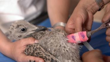 Bild: NDR/Doclights GmbH 2019 Tierärztin Stephanie Petersen schient das gebrochene Bein eines wilden Silbermöwen-Babys.
