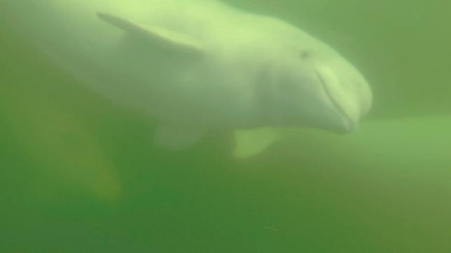 Bild: Radio Bremen Unterwasseraufnahme Belugawal in der Hudson Bay