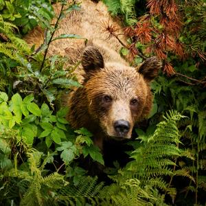 braunbär im Wald
