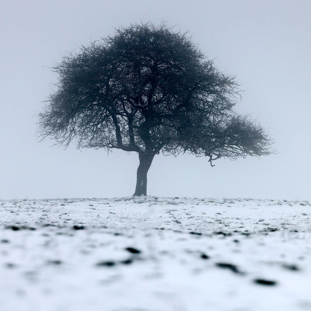 Eine Winterlandschaft mit Baum und einem schneebedecktem Feld.