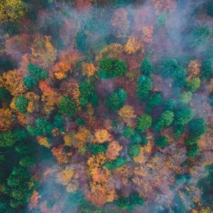 Ein bunter Herbst-Wald aus der Vogelperspektive