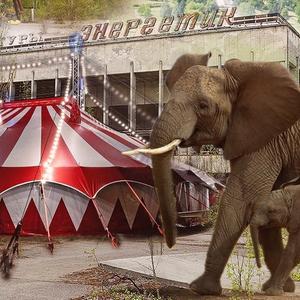 Zirkuszelt mit Elefant: Das Podcast-Cover zu Bittere Wasser