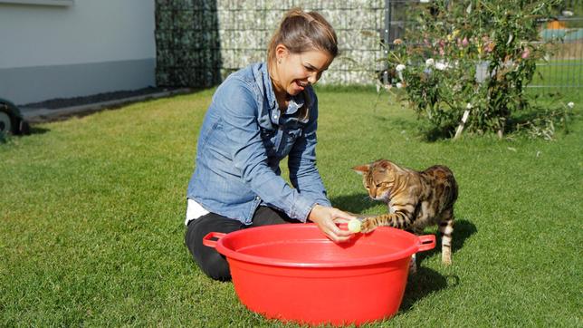 Bild: BR Anders als die meisten Katzenrassen gehen Bengalen gerne ins Wasser.