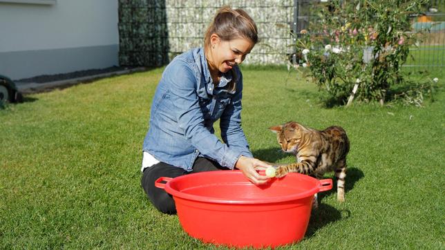 Anders als die meisten Katzenrassen gehen Bengalen gerne ins Wasser.