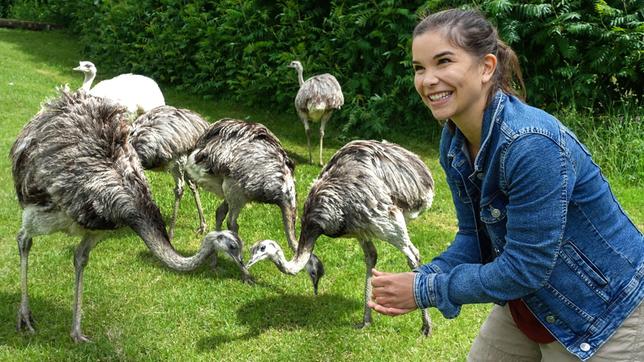 Anna füttert Große Nandus. Sie fressen Gräser, Samen und Insekten. Weiteres Bildmaterial finden Sie unter www.br-foto.de.