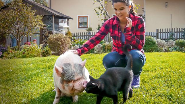 Bild: BR Anna hat auf ihren Abenteuern schon die verschiedensten Tierfreundschaften beobachtet: Minischwein Freddy schmust gerne mal mit einem schwarzen Kater. Weiteres Bildmaterial finden Sie unter www.br-foto.de.