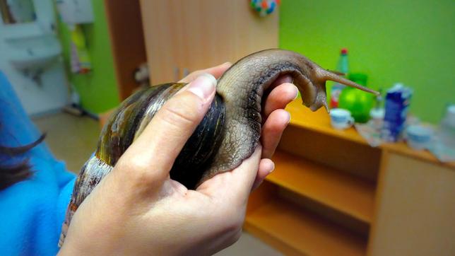 Bild: BR Anna traut sich, eine Riesenschnecke auf ihre Hand zu nehmen.