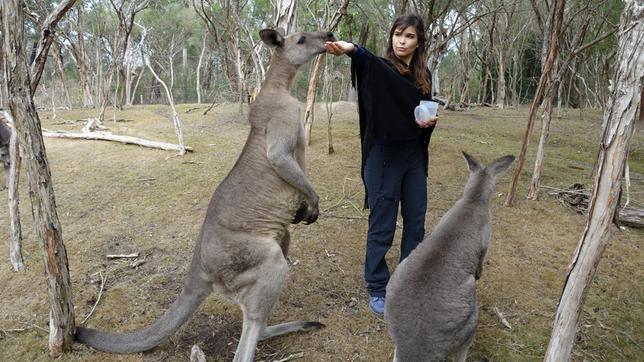 Das Graue Riesenkänguru ist das zweitgrößte Känguru in Australien.