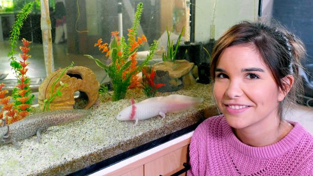 Axolotl bleiben ihr Leben lang im Wasser und atmen durch Kiemen. Weiteres Bildmaterial finden Sie unter www.br-foto.de.