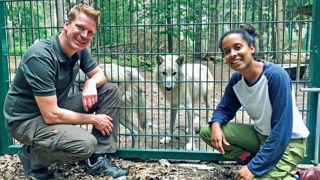 Pia und Frank Faß mit dem einjährigen Arktischen Jungwolf Cosmo im Wolfcenter Dörveden.