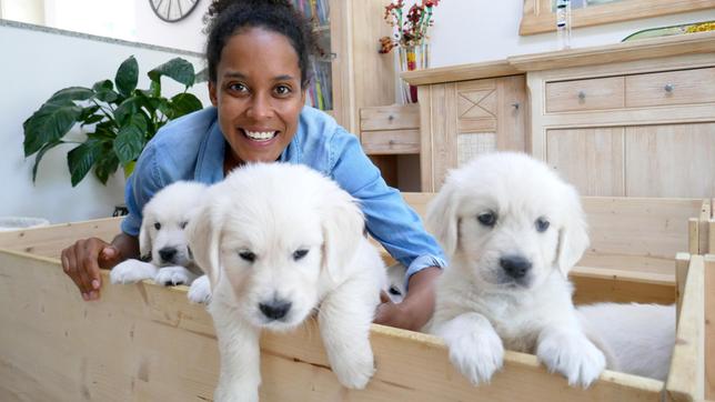 Bild: BR Die Golden Retriever-Welpen sind weich und niedlich – und mit nur acht Wochen ganz gelehrig. Für ein Foto mit Pia kommen sie auf Kommando zum Rand ihrer Welpenbox. Weiteres Bildmaterial finden Sie unter www.br-foto.de.
