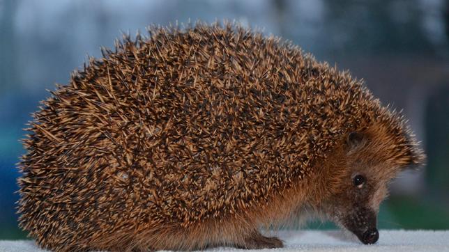 Bild: BR Ein ausgewachsener Igel