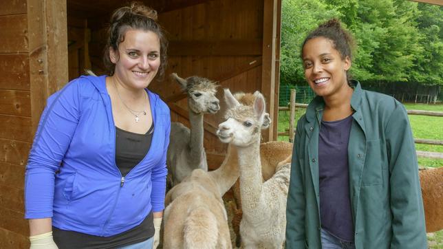 Großtierärztin Meli und Pia (rechts) behandeln auch Alpakas. Diese hier haben mit Parasiten zu kämpfen, die ihnen Probleme auf der Haut machen. Weiteres Bildmaterial finden Sie unter www.br-foto.de.