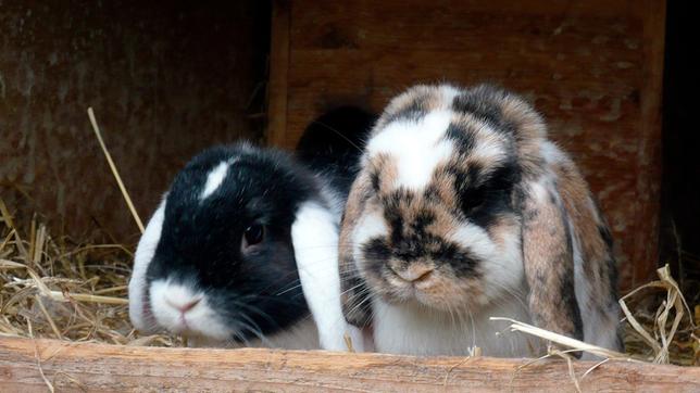 Kaninchen sind nicht gern allein, sondern am liebsten unter sich. 