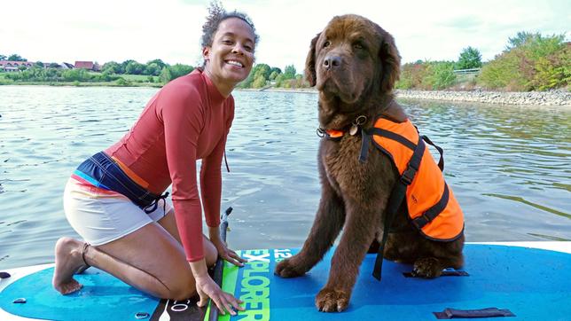 Neufundländer „Justus“ hat zur Sicherheit eine Schwimmweste an. 