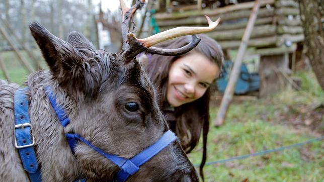 Rentiere werden von den Ureinwohnern Schwedens, den Samen, als Haustiere gehalten. Anna hat einem Rentier ein Halfter angelegt. Sie will den "Rentierführerschein" machen.