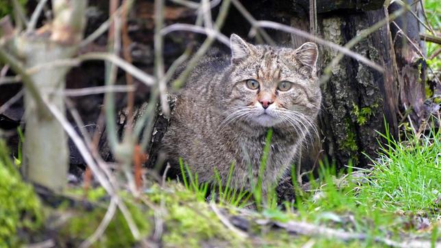 Bild: BR Wildkatzen sind Einzelgänger. Tagsüber verstecken sie sich gerne in Baumhöhlen, erst nachts gehen sie auf die Jagd. Weiteres Bildmaterial finden Sie unter www.br-foto.de.