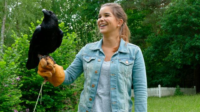 Bild: BR Kolkraben sind die größten Rabenvögel in Deutschland.