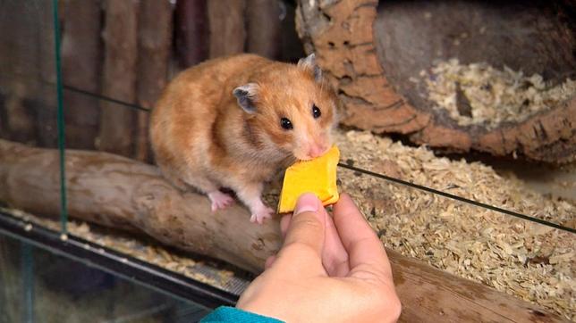 Anna lockt einen Hamster mit Futter. 