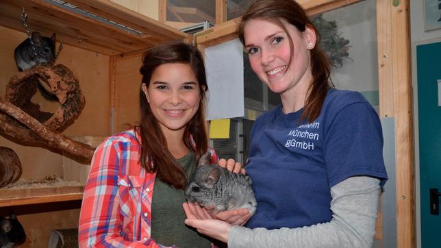 Chinchillas haben ein unglaublich weiches Fell und es ist herrlich sie zu streicheln. Doch richtige Schmusetiere sind sie nicht.