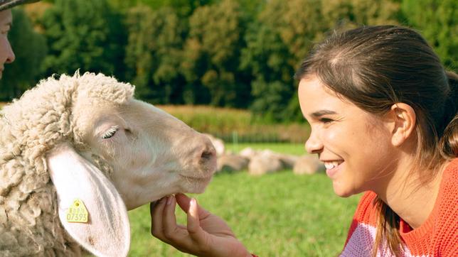 Handaufgezogene Schafe freuen sich besonders über ein paar Streicheleinheiten. 