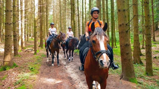 Im Wald muss die Reitergruppe besonders aufmerksam sein. Tiere oder Geräusche könnten die Pferde erschrecken. 