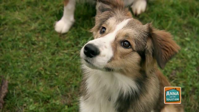 Bild: ARD Anna und die Haustiere: Hund
