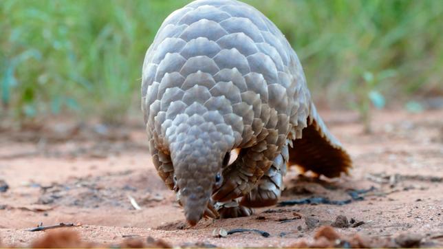 Bild: BR Das Schuppentier – auch Pangolin genannt – ist von Kopf bis Schwanz mit Schuppen bedeckt. Es gehört zur Familie der Tannenzapfentiere.