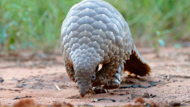 Das Schuppentier – auch Pangolin genannt – ist von Kopf bis Schwanz mit Schuppen bedeckt. Es gehört zur Familie der Tannenzapfentiere. 