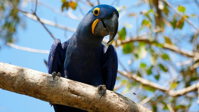 Der Hyazinth-Ara ist der größte Papagei der Erde: von Schwanzspitze bis Schnabel misst er einen Meter.