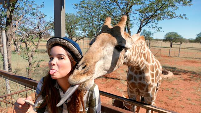 Bild: BR Der vordere Teil der langen Giraffenzunge ist dunkel gefärbt. Dadurch bekommt das Tier beim täglichen Blätterrupfen keinen Sonnenband.