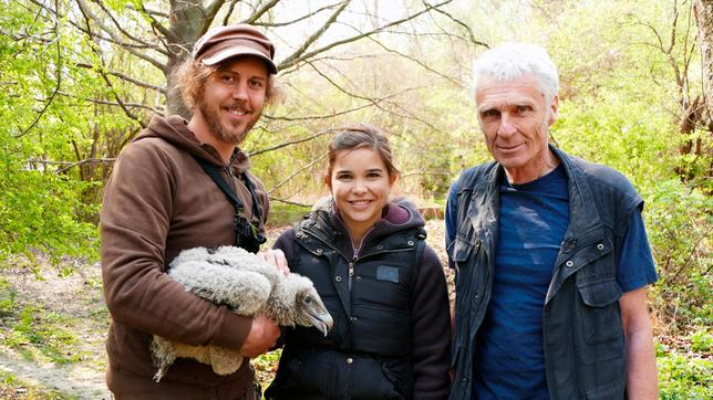 Dieser junge Bartgeier ist zwei Monate alt und wird in gut 4 Wochen ausgewildert. 