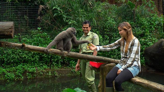 Bild: BR In einem Tierpark auf Java macht Anna Bekanntschaft mit Silbergibbon Bona. Als Baby sollte das Weibchen auf dem illegalen Tierhandel verkauft werden, konnte aber gerettet werden.